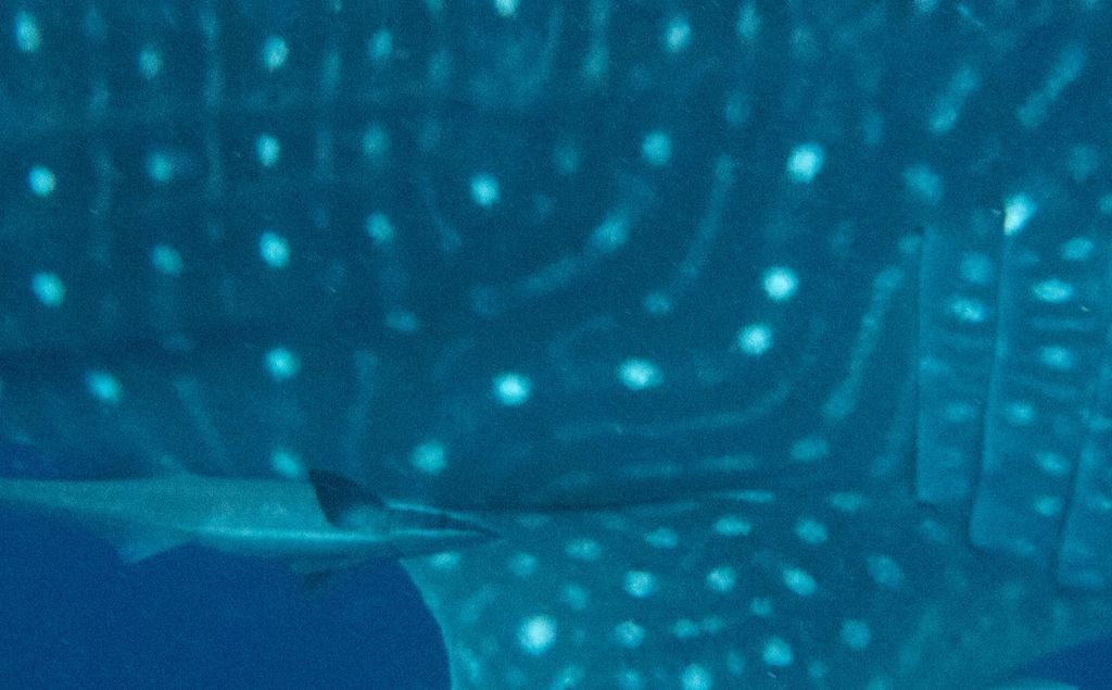 3a22bf2c-346b-4b7e-afae-0133dbae71d0