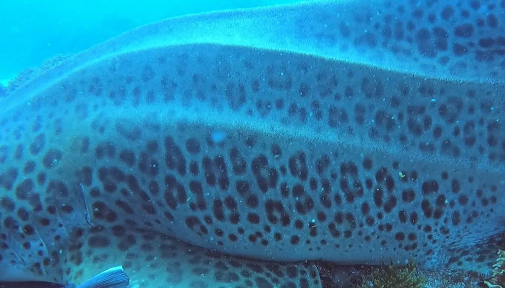 c52e63a0-ccf6-4dd7-9f68-f690342f7a41