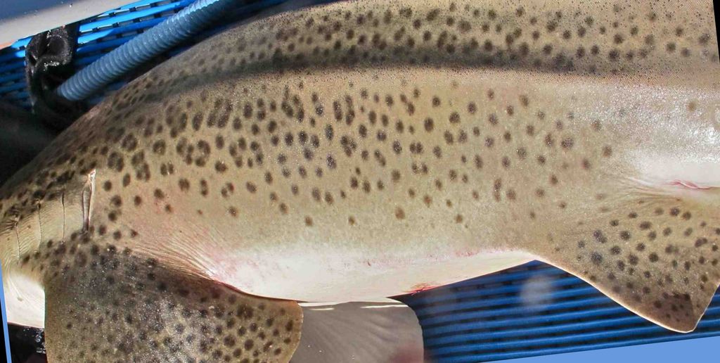 5517f146-5b1d-4ce1-9a93-d1b9a9804ac4