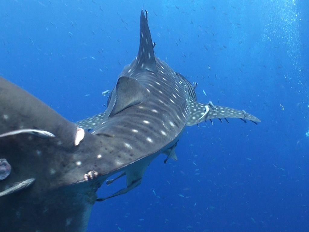 46014880-b765-4a0a-a7b3-276b18034c6a