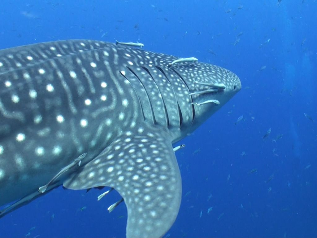 46014880-b765-4a0a-a7b3-276b18034c6a