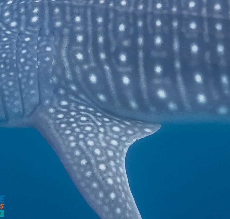 795f98ff-86b7-4874-bc7e-c3d03189583f