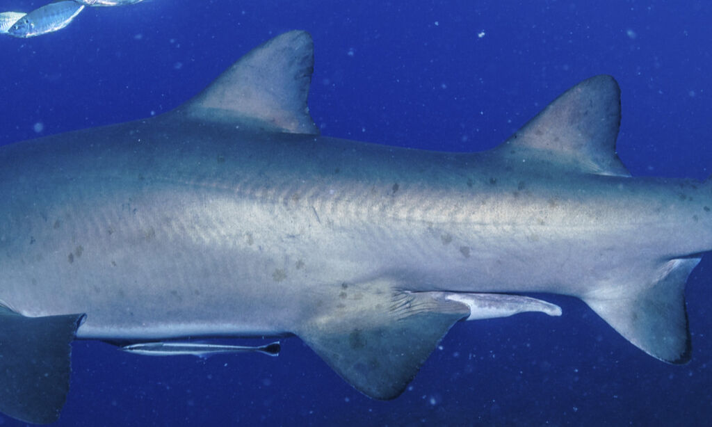 7bac21ad-3504-4bb3-8ade-5f5d34705750