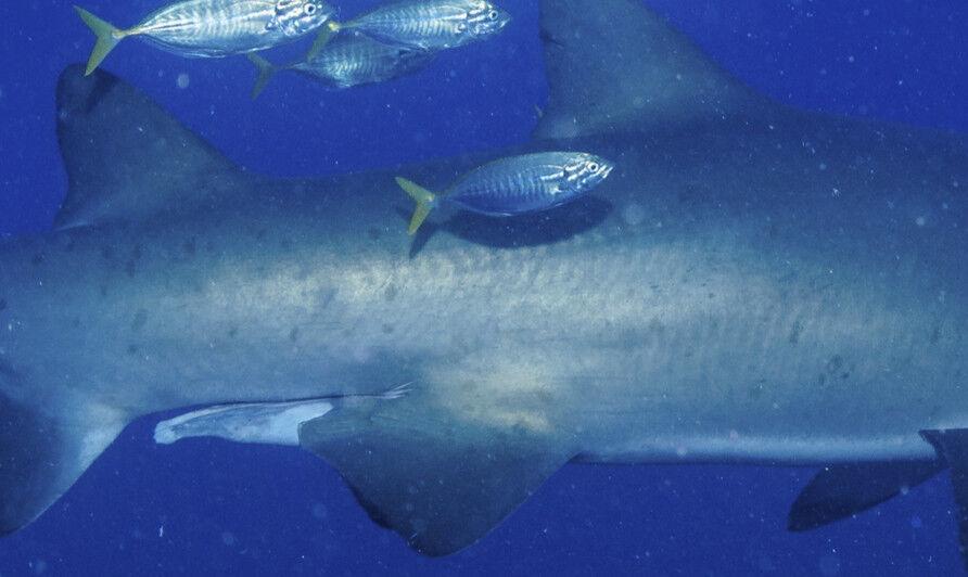 7bac21ad-3504-4bb3-8ade-5f5d34705750