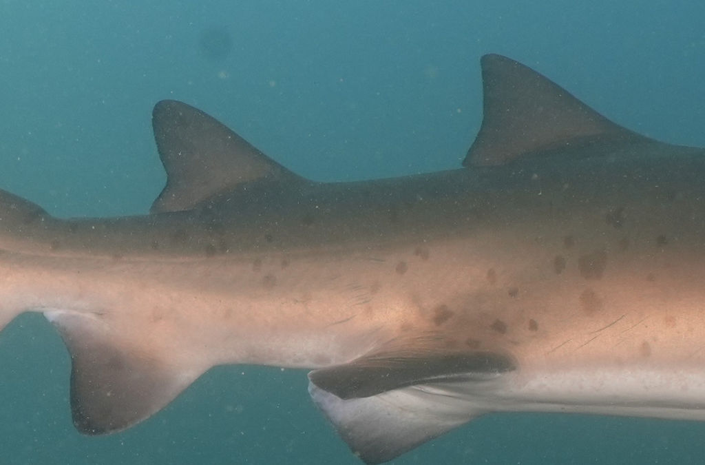 e2cfbfd1-ad2c-4cad-bd6f-710e1b7fd156