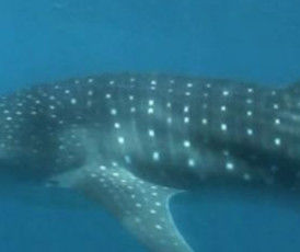 27dcaee4-82b5-4829-8f72-8f7751750a19