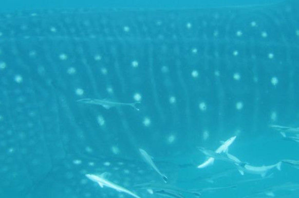 b8653c85-3c0a-45d9-980f-9e1a5bbcff30