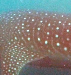 68154fa7-f5fe-47dd-a125-9844d8c32910