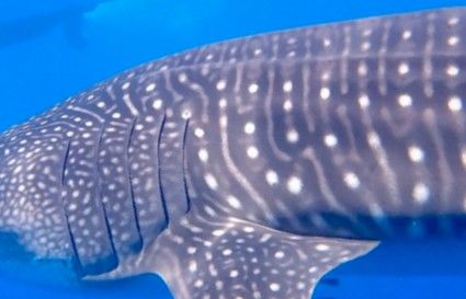 da502c49-31e7-42ae-810e-3afda9a24888