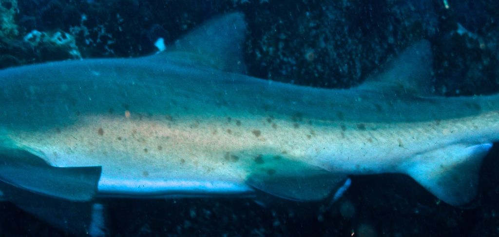 52530138-9e10-44d9-8476-83f495e05362