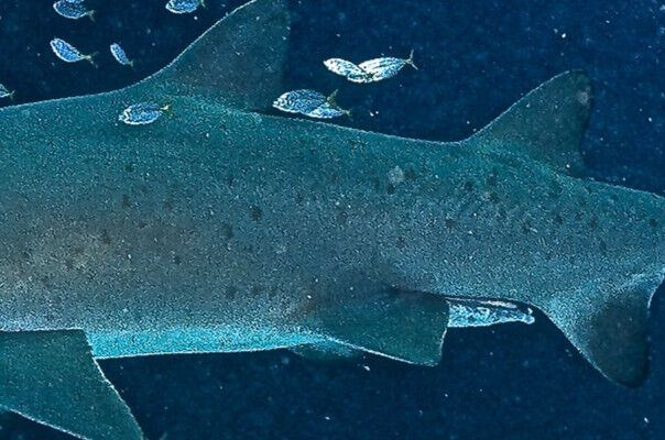 442058a5-2247-4db8-a632-cfd6eaad5371