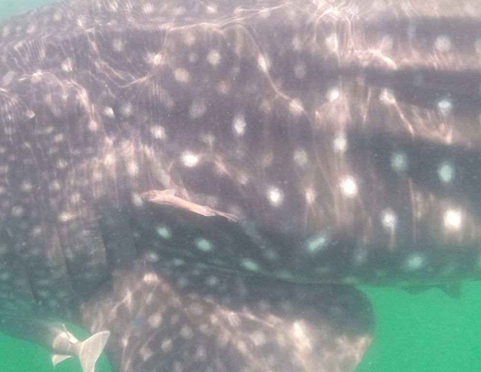 72a974a9-9c5b-42cc-8aed-7b97ff41ea90