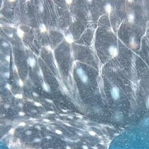 384c6294-7378-4a27-b698-b60e83ff855e