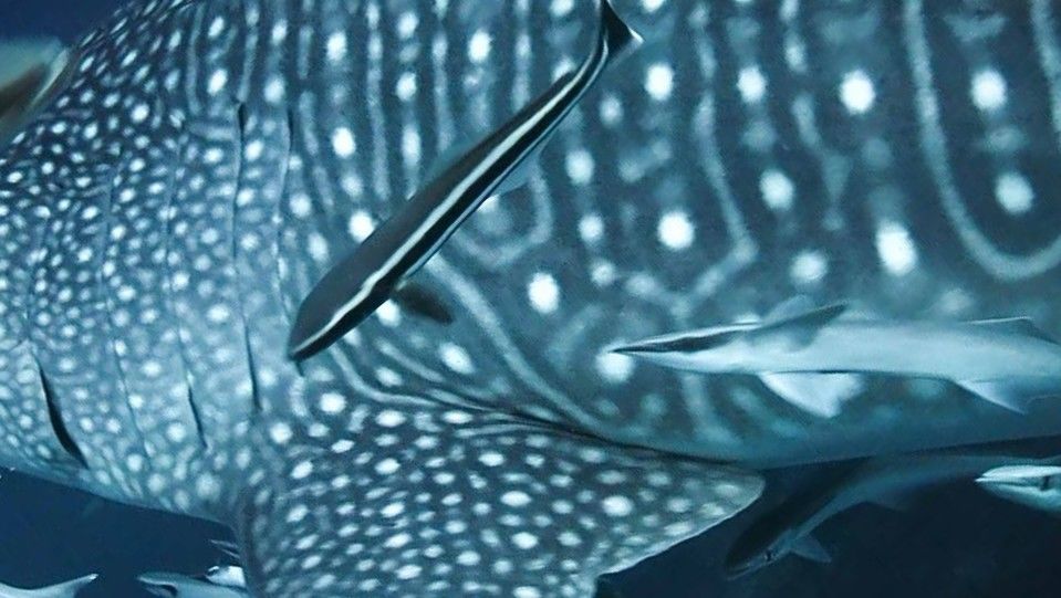 d9e84bbf-ae14-4655-b770-1c3507580244