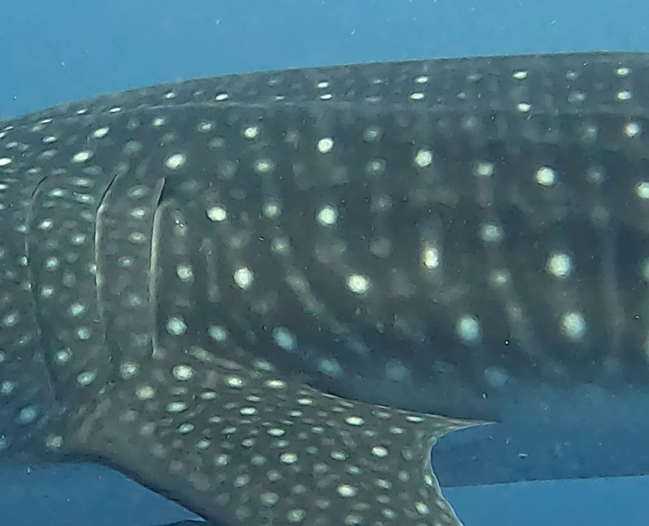 1d6050b8-2cb9-4a5a-8bf2-15252ba17c8b