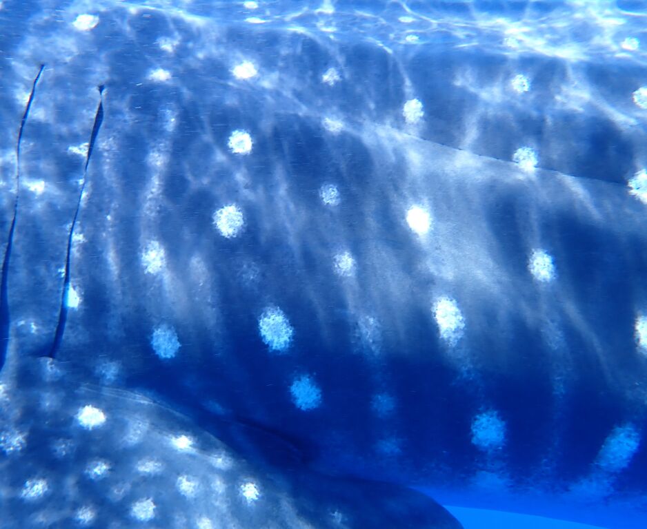 b0aed389-52dc-454d-a591-f97f3844a974