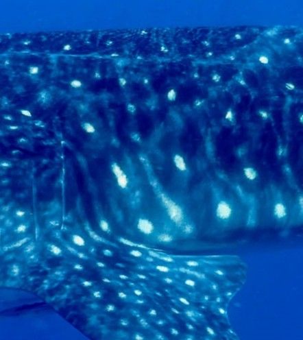 609d4674-130e-488a-bb55-46e3ea0a95d4