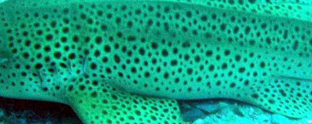 11c13d77-711a-4455-9499-c190f96dc45f