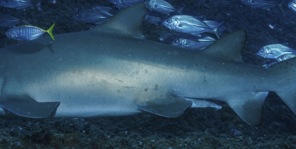 c62d72e4-08e2-4426-ad95-3c0daafcb446