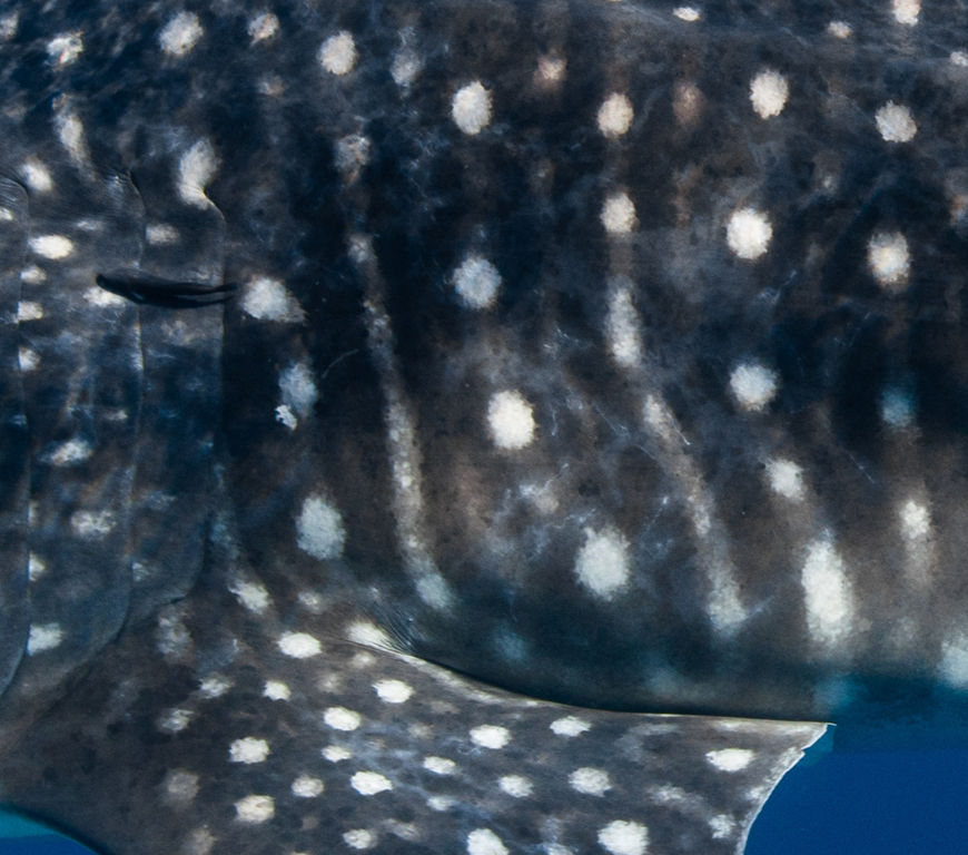 1655d7ca-fd93-4898-9237-a89f3973a931