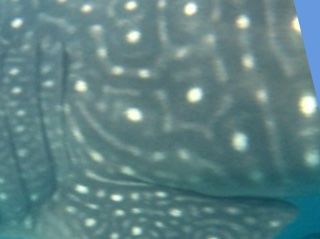 fe9ff0d4-a424-46cd-9edf-deadbe39d262