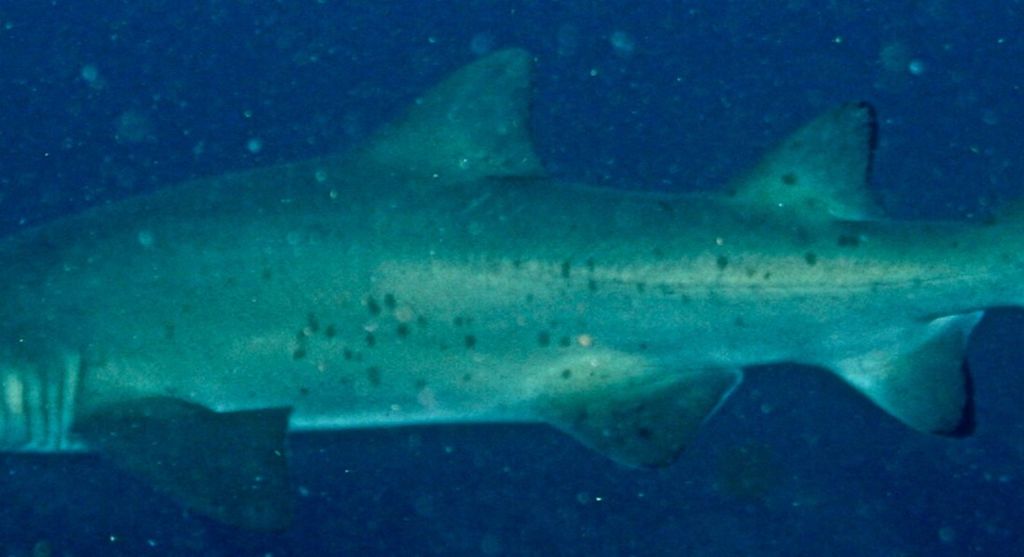 60006e4b-e18b-44f5-bb48-37ad12d4241f