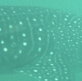 1aba3b82-b298-45b0-bf98-a54330e3c643