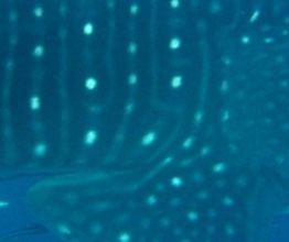 d547ca3b-e79f-4b35-b34f-128cd59056de