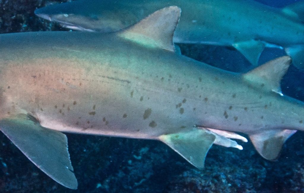 0c550c59-3192-4b17-b16d-2fd6ea6413f2