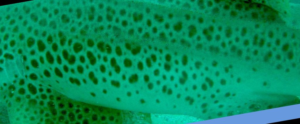 8788ac79-3957-4214-96f1-82e9ac498ea1