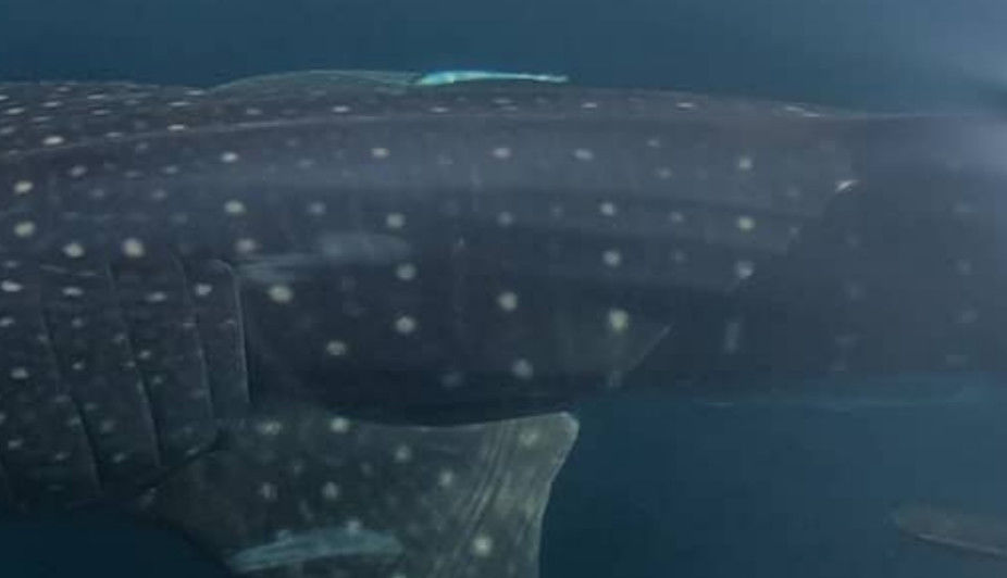 1408d3b1-65f8-4a0d-bb81-deef04783f83