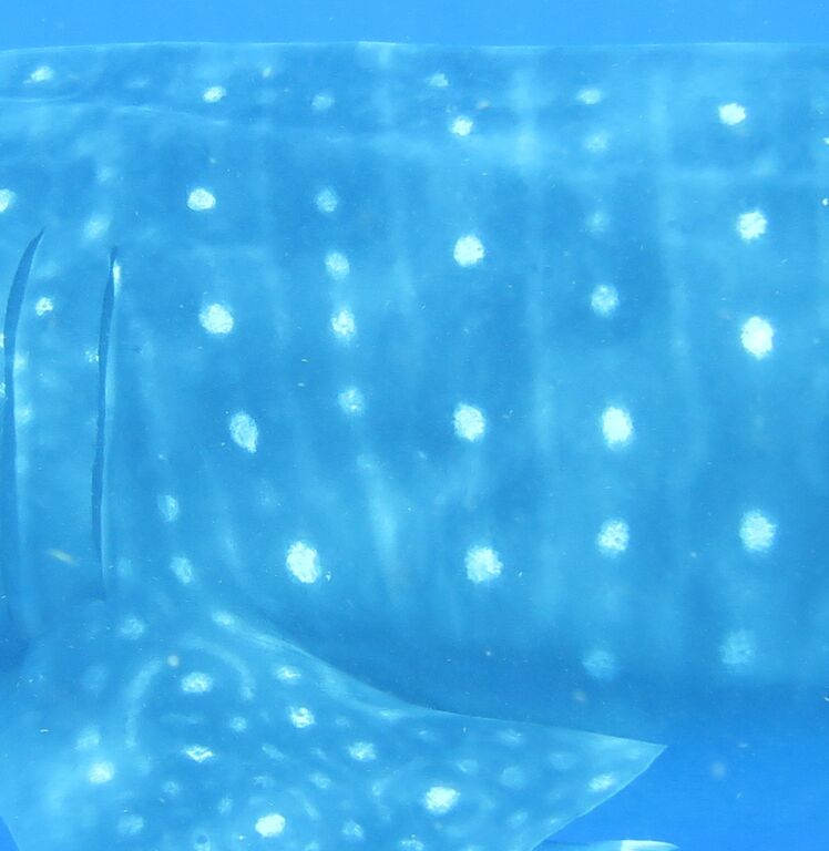 24ce5bd0-92f8-4f95-82db-59ca76719a19