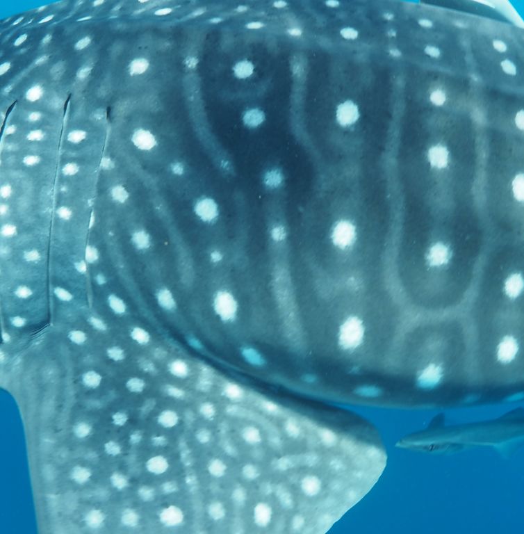 a8f931d8-268b-49c5-8526-d272f5ccb994