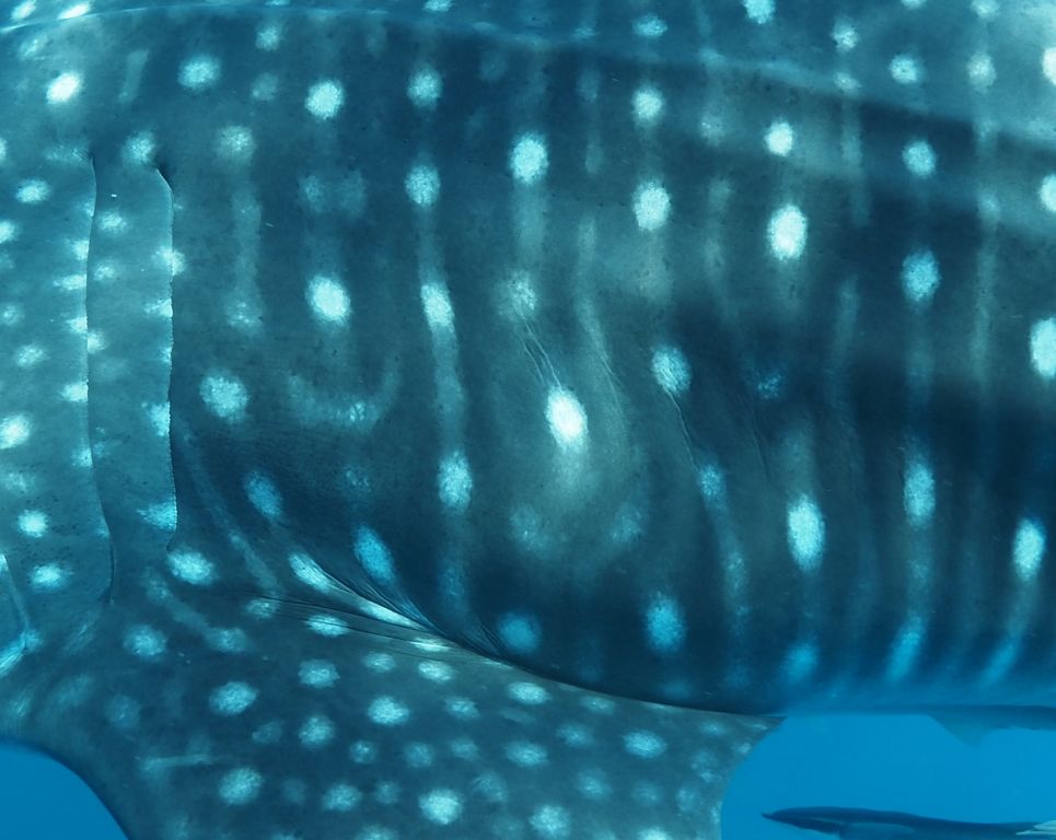 985bffa6-5020-49ad-9e87-a3eff5c44636