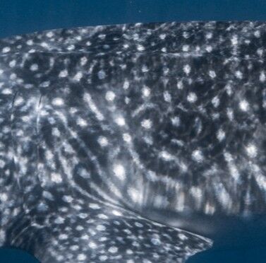 339d5395-7ce7-481f-965b-6f40eb859f5e