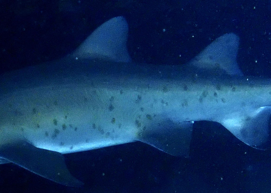 b69f5ba7-9c57-4e33-b94d-cae4947073d7