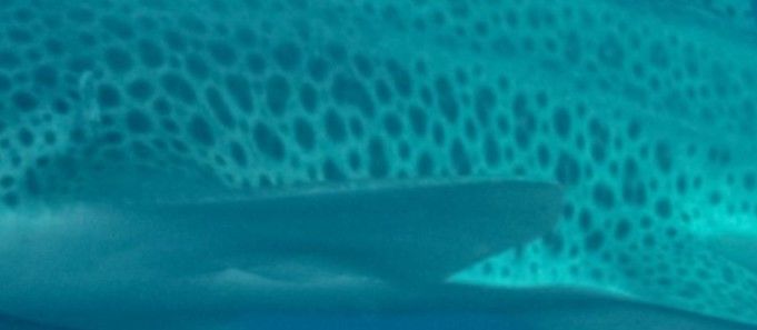 1e726553-6e4c-4edc-bba5-a78dd1ddb617