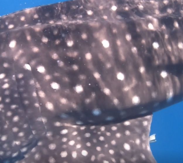 908906ef-bf06-4dde-9700-f387b18ed4ff