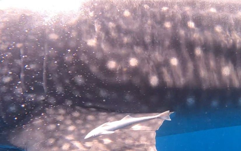 ff63f235-0150-425e-a902-0b2ccda2636a