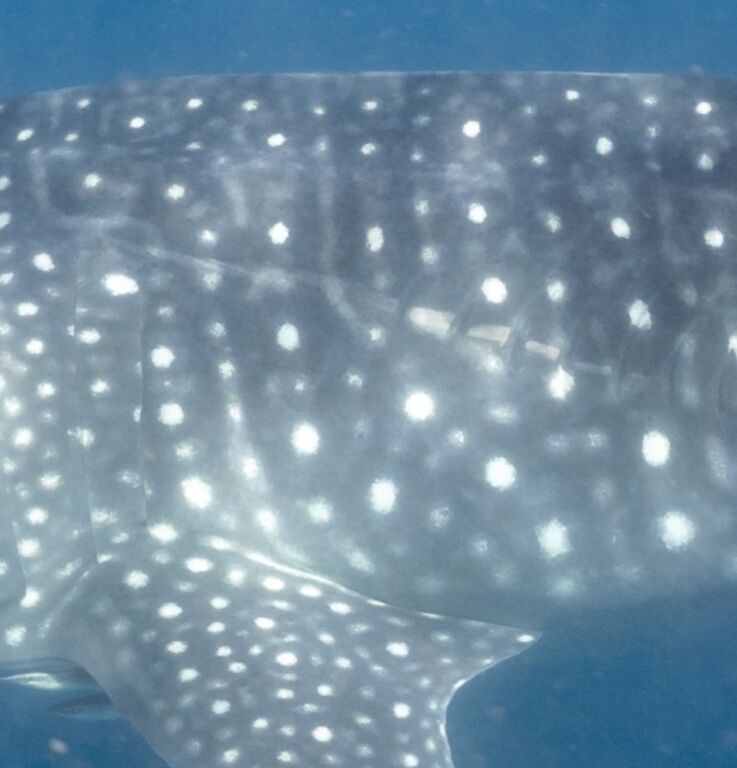 e5d645ab-25d3-410e-9cb5-11a030ada943