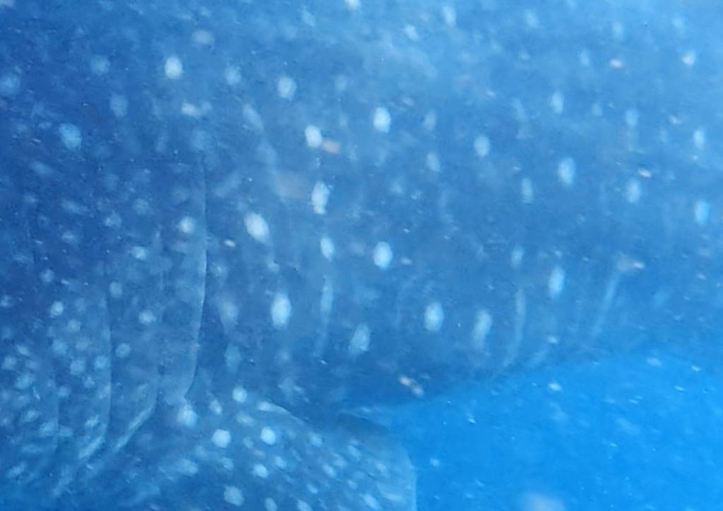 4ab9ea3f-8bad-451a-996e-5ce19791c518