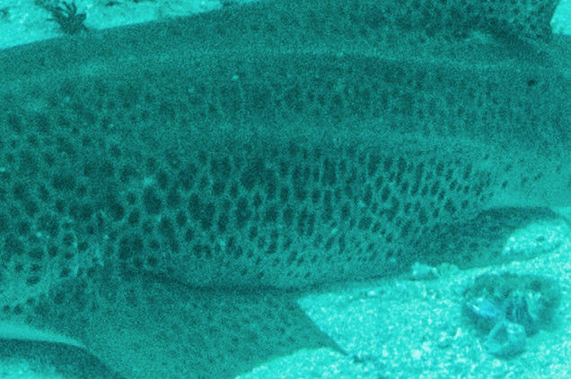 90dfdeab-cdf9-488c-8e68-11d922b33e07