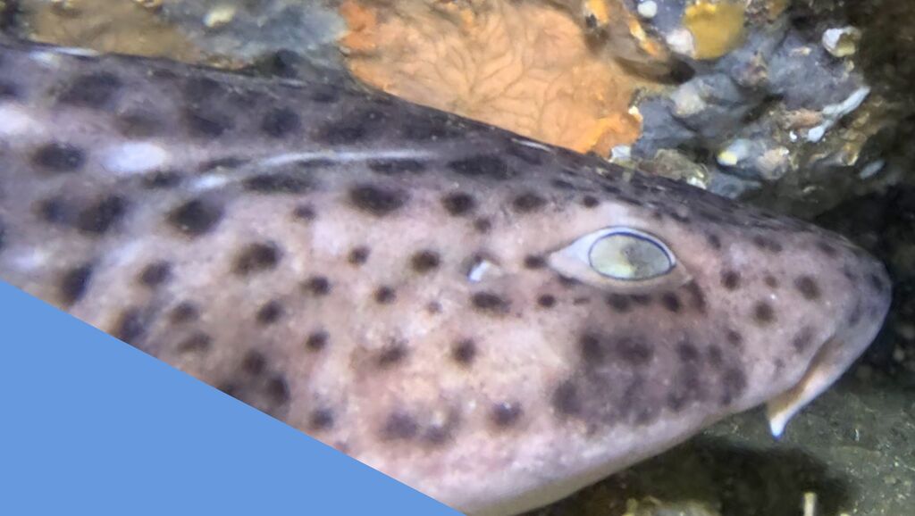 9ffed4a1-f7c7-431b-82fa-a87a2e9266e4