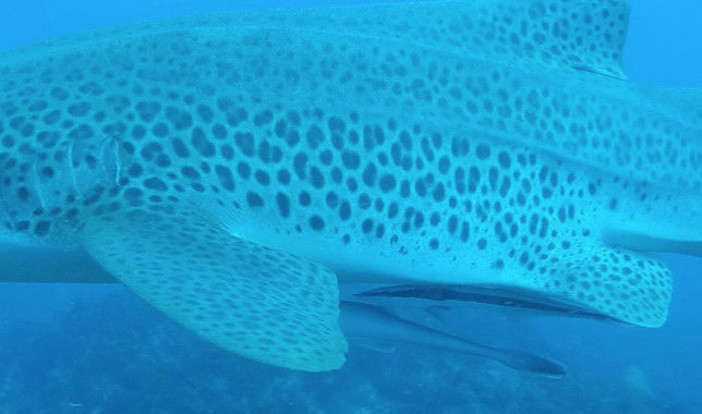 dae25d4a-559c-49c4-b67f-936df9ec44e0