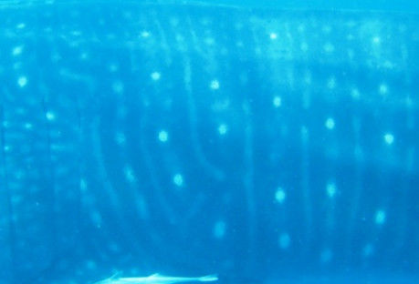 f0b38b8f-bd73-4095-b600-67fb43961501