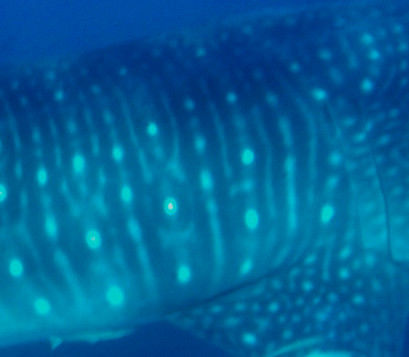 f0b38b8f-bd73-4095-b600-67fb43961501