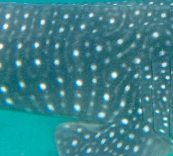 76f2f4b5-0c79-4b11-bba6-4c689d869fdb