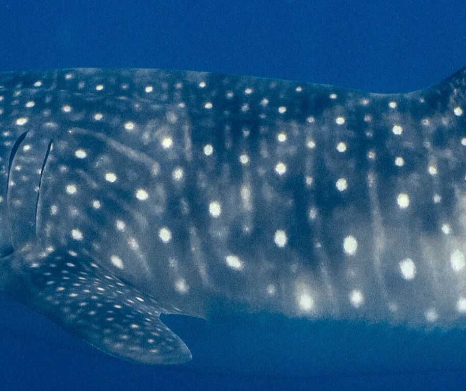 1f5b4a76-600f-4614-92bc-e32a935f9391