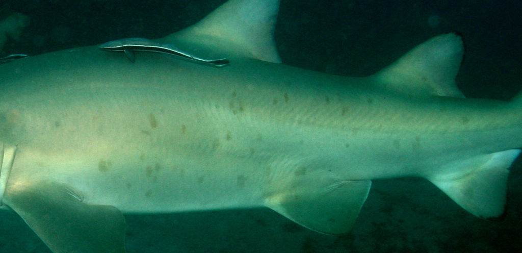 84c353ab-483f-4a1d-9abb-db19f2798d64