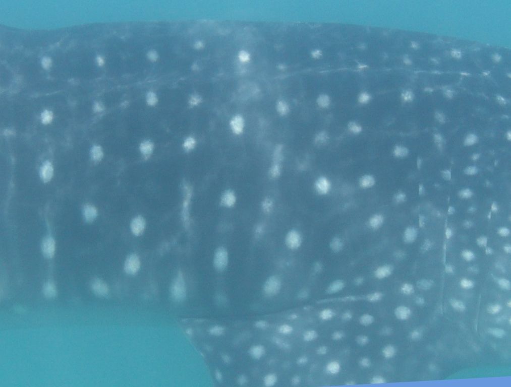 4096305a-0139-4bbb-88b7-a11b282248f1